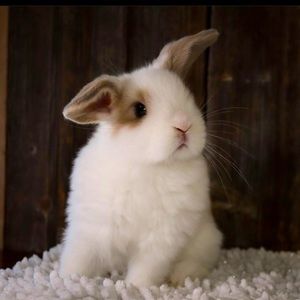 Meet your Posher, Marie